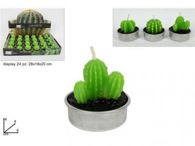 Candela cactus assortite in display